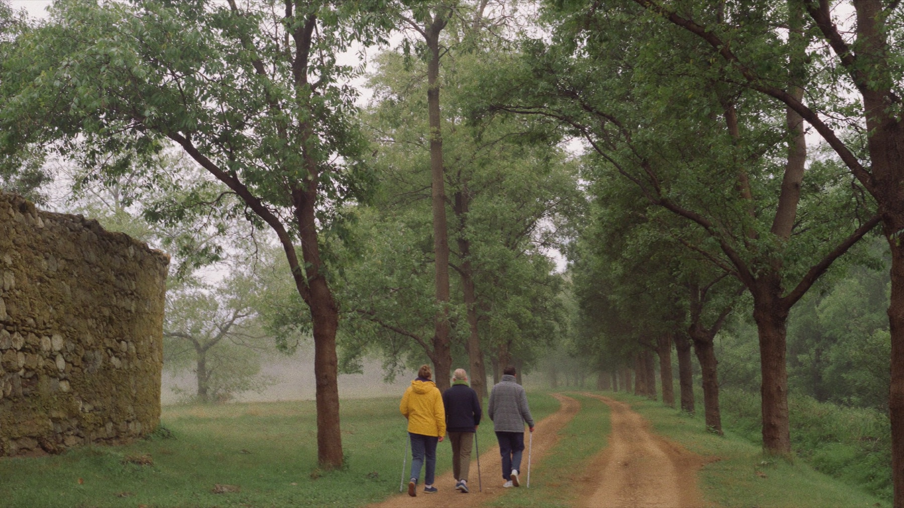 Three walkers on a misty tree-lined path in Galicia